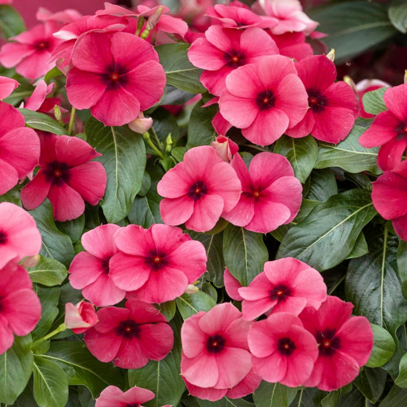 Periwinkle And Raspberry Drought Tolerant Periwinkle Tattoo Raspberry Garden Flower Seeds - 50 ...