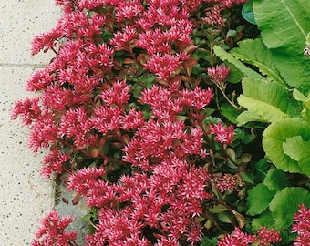 Sedum Summer Glory Seeds - Sedum Spurium Stonecrop Ground Cover Seed - 2000 Seeds