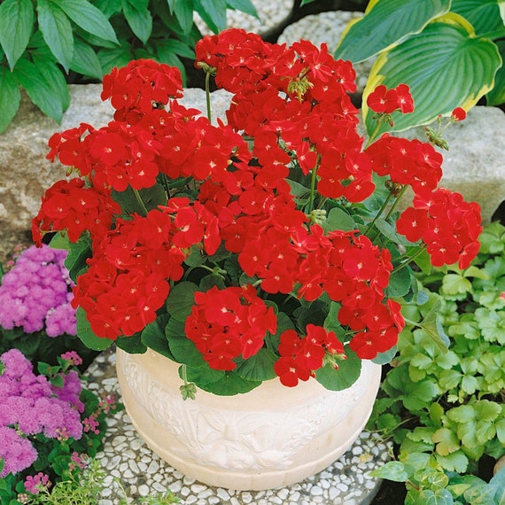 Geranium Seed - Geranium Plant Scarlet Flower Seeds - 50 Seeds - Etsy