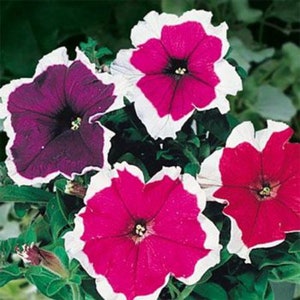May include: Four petunia flowers with white edges. One flower is purple, one is pink, and two are red with white edges.
