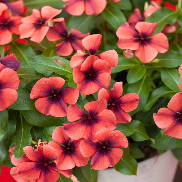 Drought Tolerant Vinca Papaya Flower Seed For Baskets & Containers - 50 Seeds