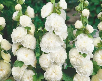 Perennial Alcea Rosea Chaters Double White Hollyhock Flower Seeds - 200 Seeds