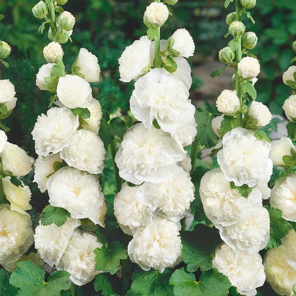 Perennial Alcea Rosea Chaters Double White Hollyhock Flower Seeds - 200 Seeds