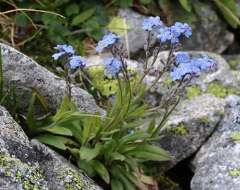 Myosotis Alpestris Blue Forget Me Not Seed - 5000 Seeds