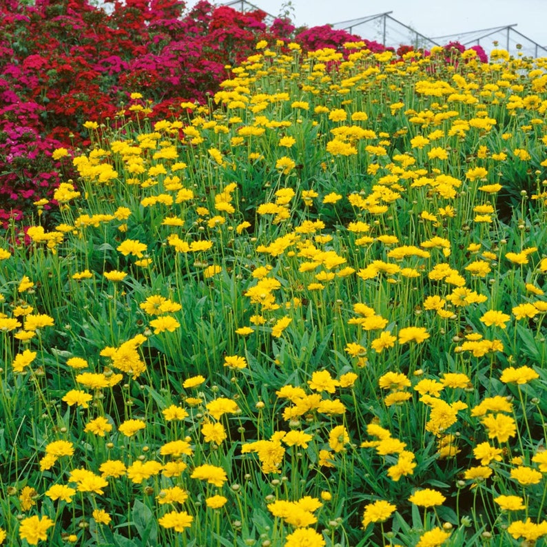 Coreopsis Grandiflora Drought Tolerant Early Sunrise Garden Flower ...