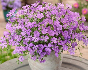 Dianthus Seed - Dianthus Amurensis Amur River Pink Flower Seeds - 2000 Seeds