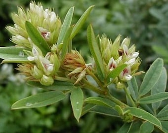 Drought Resistant Lespedeza Capitata Round Headed Bush Clover Flower Seed - 1000 Seeds