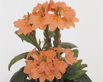 Firecracker Plant Seed - Crossandra Tropic Flame Flower Seeds - 15 Seeds