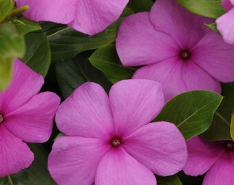 Drought Tolerant Periwinkle Lilac Vinca Garden Flower Plant Seeds - 50 Seeds