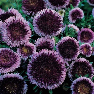 Aster Seeds - Aster Callistephus Tall Pompon Blue Moon Flower Seed - 2000 Seeds