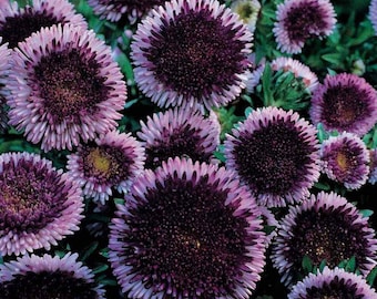 Aster Seeds - Aster Callistephus Tall Pompon Blue Moon Flower Seed - 2000 Seeds