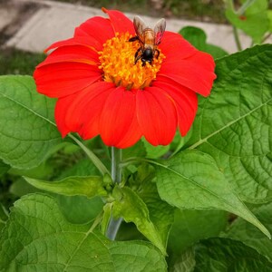 Mexican Sunflower Tithonia Red Torch Heat & Drought Tolerant Garden Flower Plant Seeds - 2000 Seeds
