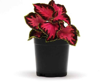 Chocolate Covered Cherry Coleus Seeds - Coleus For Sun or Shade - 10 Seeds