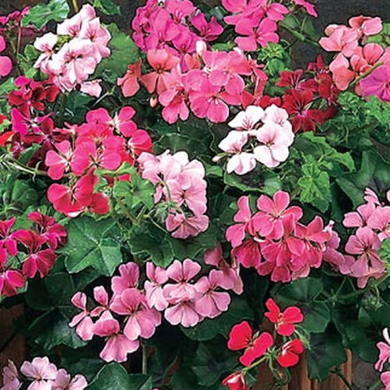 Flower Seed - Ivy Leaf Geranium Seeds Mix - 20 Seeds - Etsy