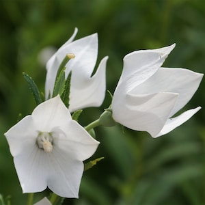 White Balloon Flower Seeds - Platycodon Grandiflorus Flower Seed - 1000 Seeds