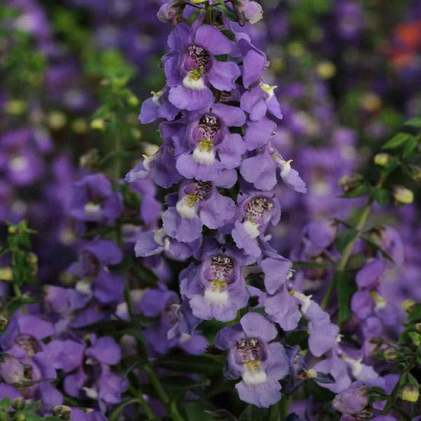 Angelonia Serena Blue - Angelonia Flower Seeds - 30 Seeds