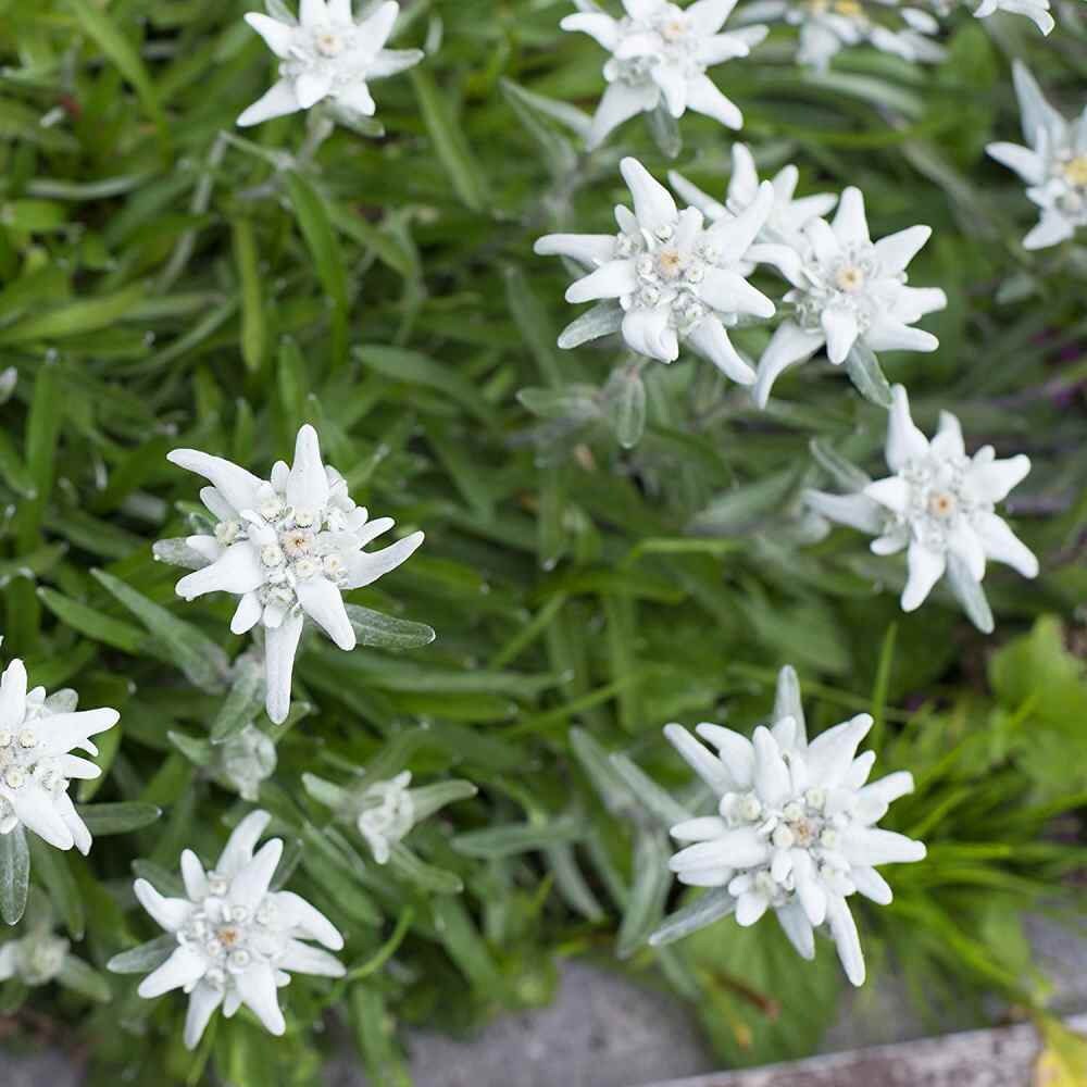 Edelweiss Seeds Leontopodium Alpinum Ground Cover Seed 10000 Seeds Etsy