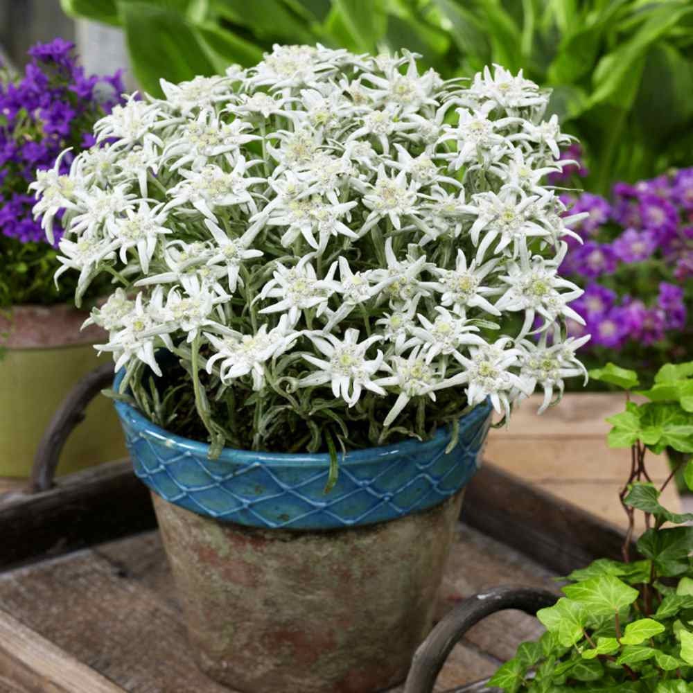Edelweiss Seeds Leontopodium Alpinum Ground Cover Seed 10000 Seeds Etsy