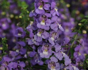 Angelonia Serena Blue - Angelonia Flower Seeds - 15 Seeds