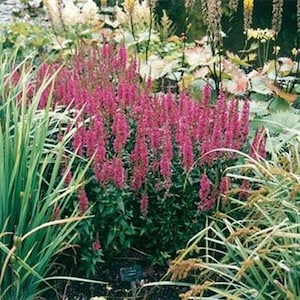 Purple Loosestrife Seeds - Lythrum Salicaria Rosy Gem Flower Seed - 5000 Seeds