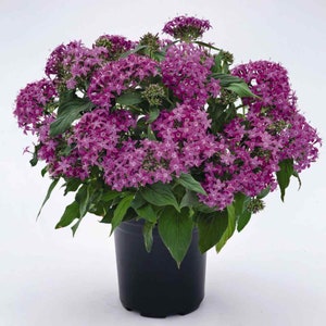 Pentas Seeds - Pentas Graffiti Violet Flower Seed - 25 Seeds