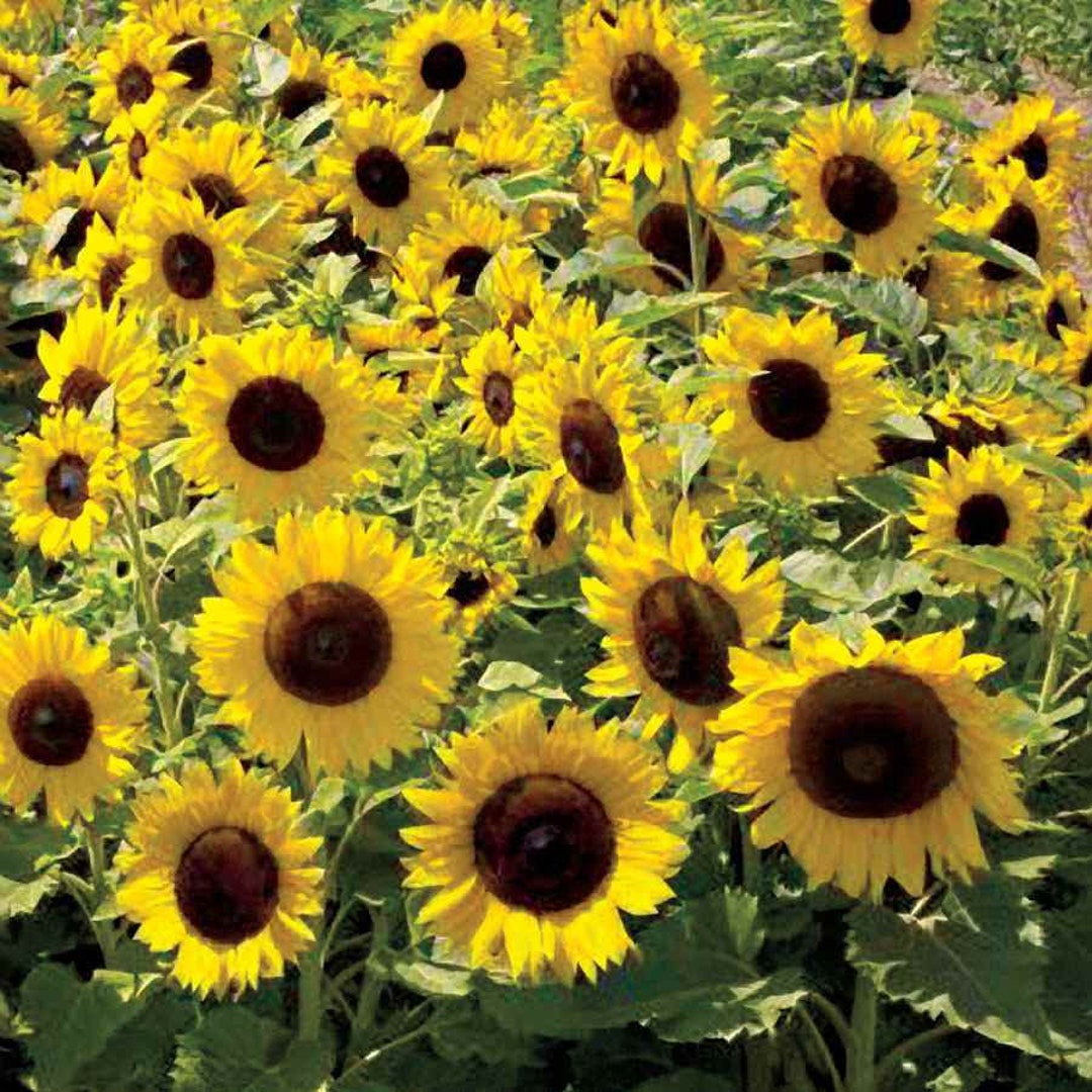 Sunflower Seed - Sunflower Sunspot Dwarf Flower Seeds - 1 LB - Etsy