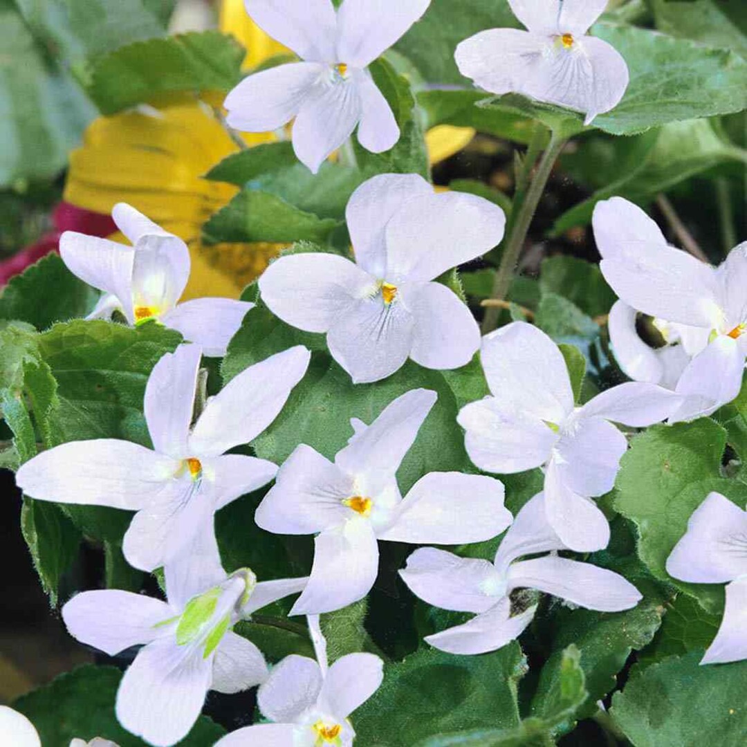 Viola Odorata Sweet Violet Reine De Neiges Flower Seeds 200 Seeds Etsy