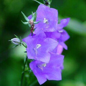 Bellflower Seed - Campanula Persicifolia Blue Flower Seeds - 10000 Seeds