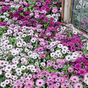 Drought Tolerant African Daisy Osteospermum Akila Flower Seed Plant Mix - 20 Seeds