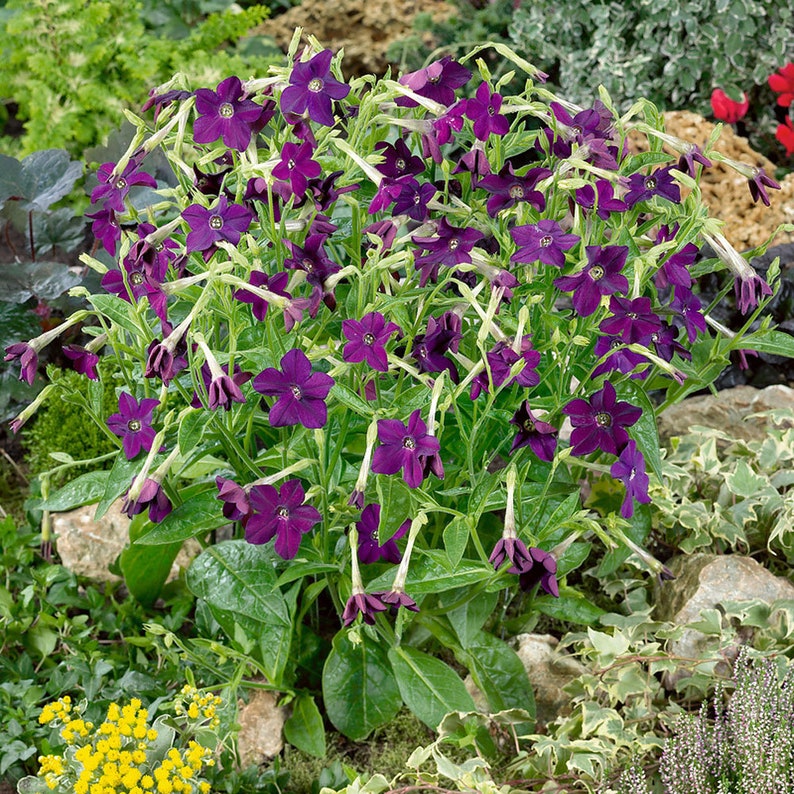 Outsidepride Nicotiana x Sandrea Perfume - Thumbnail 2