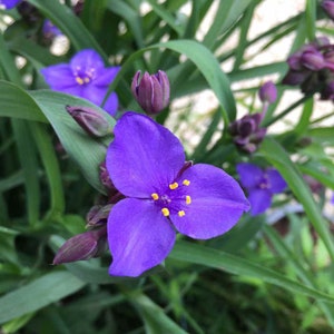 May include: A close-up of a purple flower with yellow centers. The flower is in focus, while the green leaves behind it are blurred.