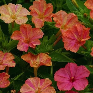 May include: A close-up of several four o'clock flowers in various stages of bloom. The flowers display a range of colors, including pink, orange, and yellow, with green foliage in the background. The petals have a delicate, textured appearance.