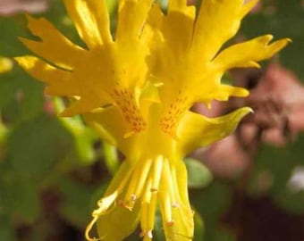 Nasturtium Seeds - Tropaeolum Peregrinum Canary Creeper Flower Seed - 100 Seeds