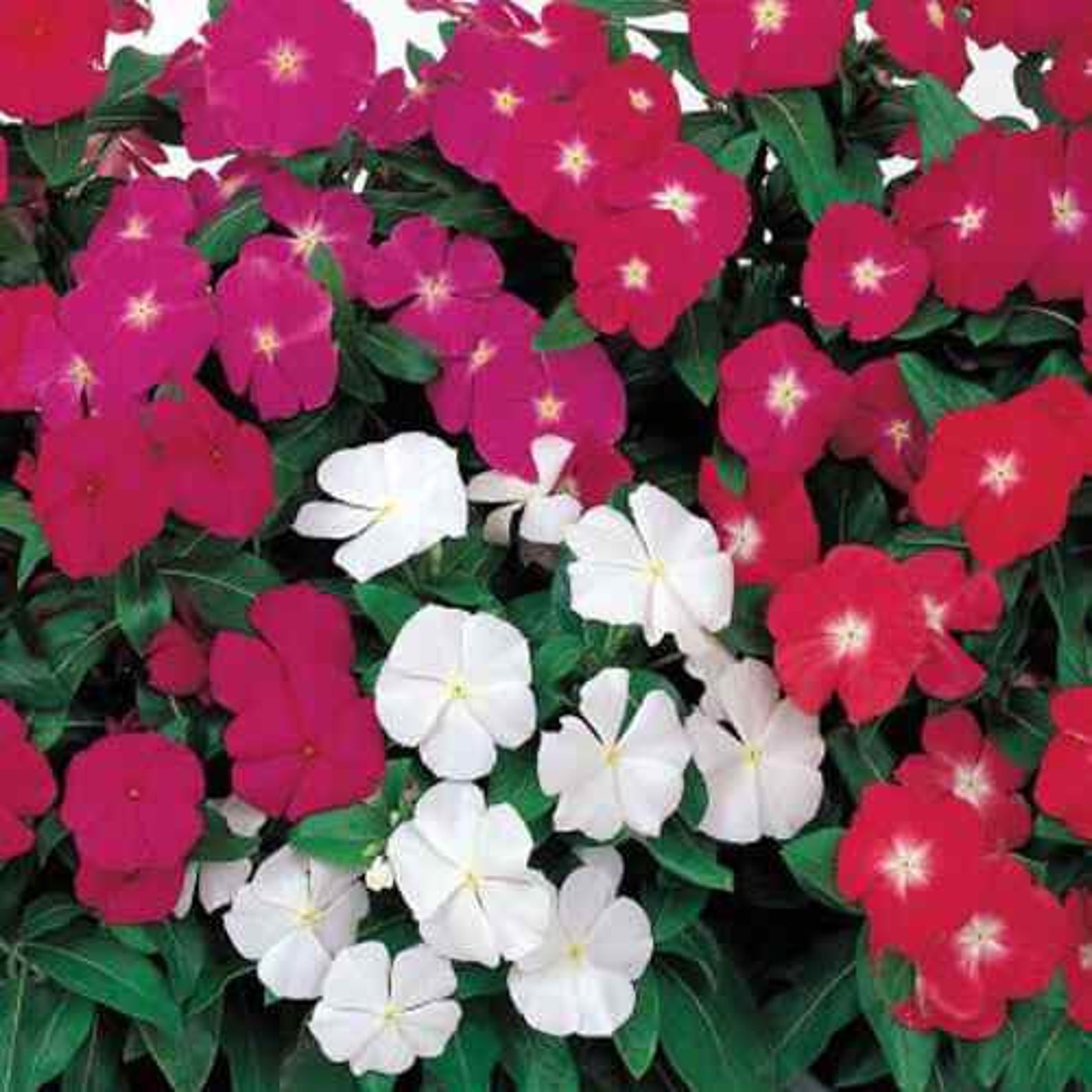 Drought Tolerant Vinca Periwinkle Plants Grown From Flower Seeds 100