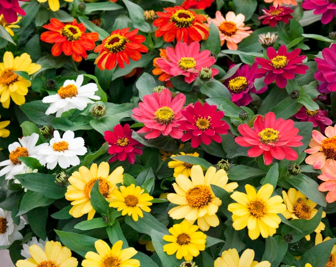 Zinnia Profusion Double Deep Salmon 240 Etsy