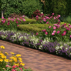 Angelonia Seeds - Angelonia Waterfall Seeds Mix - 30 Seeds