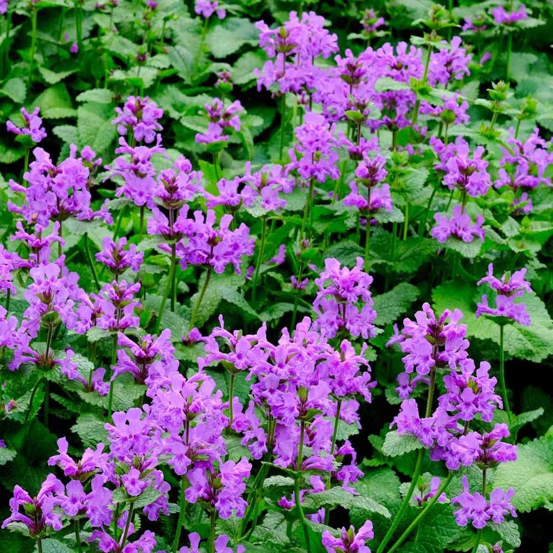 Outsidepride Lamb's Ear Seed