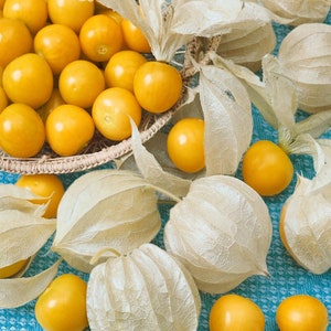 Cape Gooseberry  Seeds - Physalis Peruviana Seed - 1000 Seeds