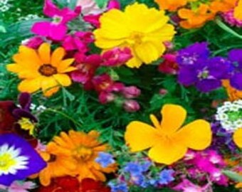 Annual Dwarf Balcony Wildflower Seeds - 10000 Seeds
