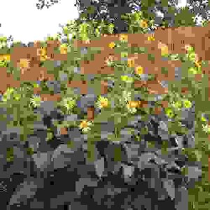 Silphium Seed - Cup Plant Flower Seeds - 400 Seeds