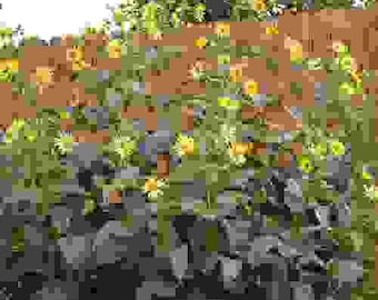 planting cilantro seeds in a pot Indoor Cilantro Seed Garden Planting Kit