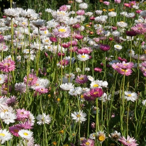 Helipterum Seeds Helipterum Roseum Paper Daisy Flower Seed Mix 1000 Seeds image 2