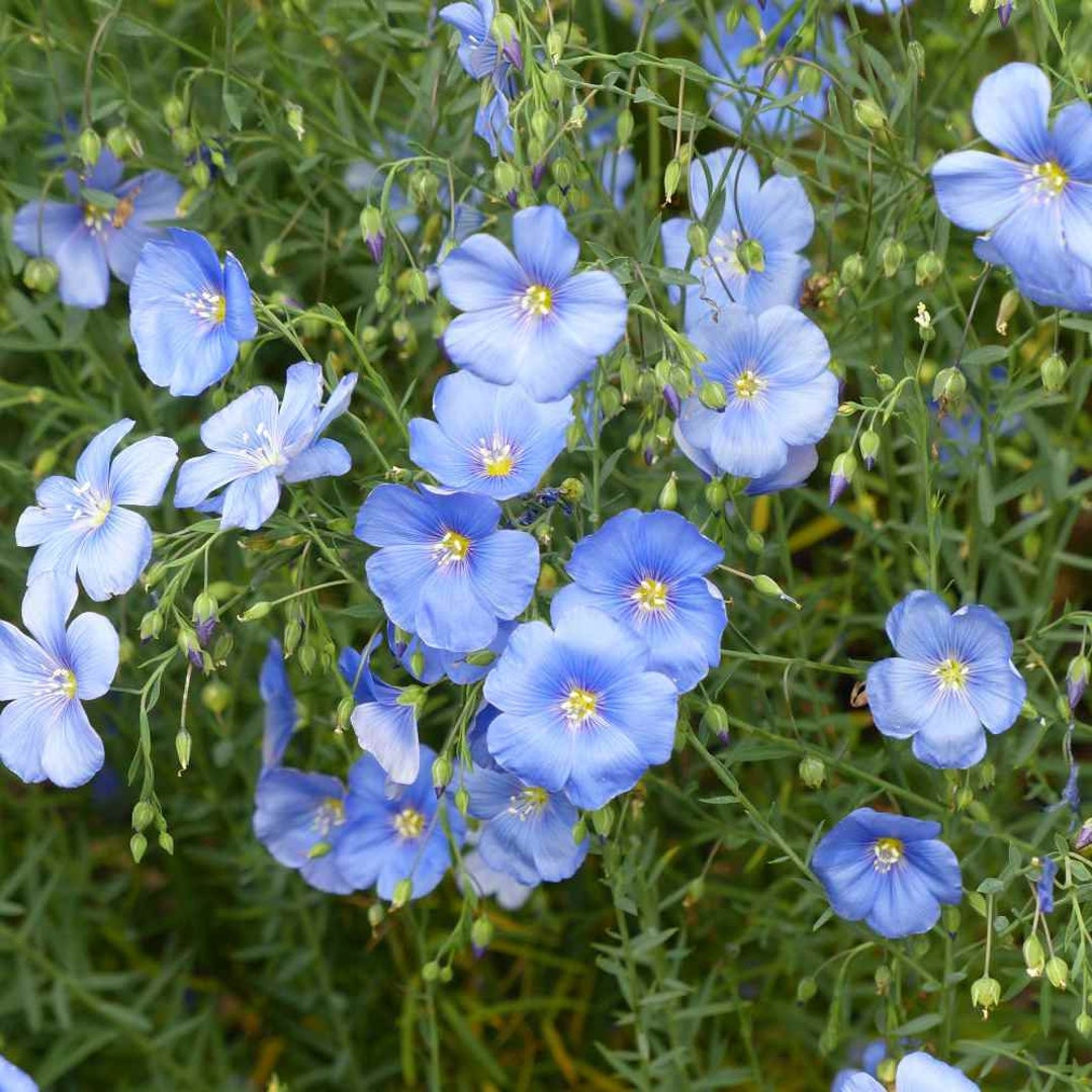 Linum Usitatissimum Sky Blue Flax Drought Tolerant Plant Seed