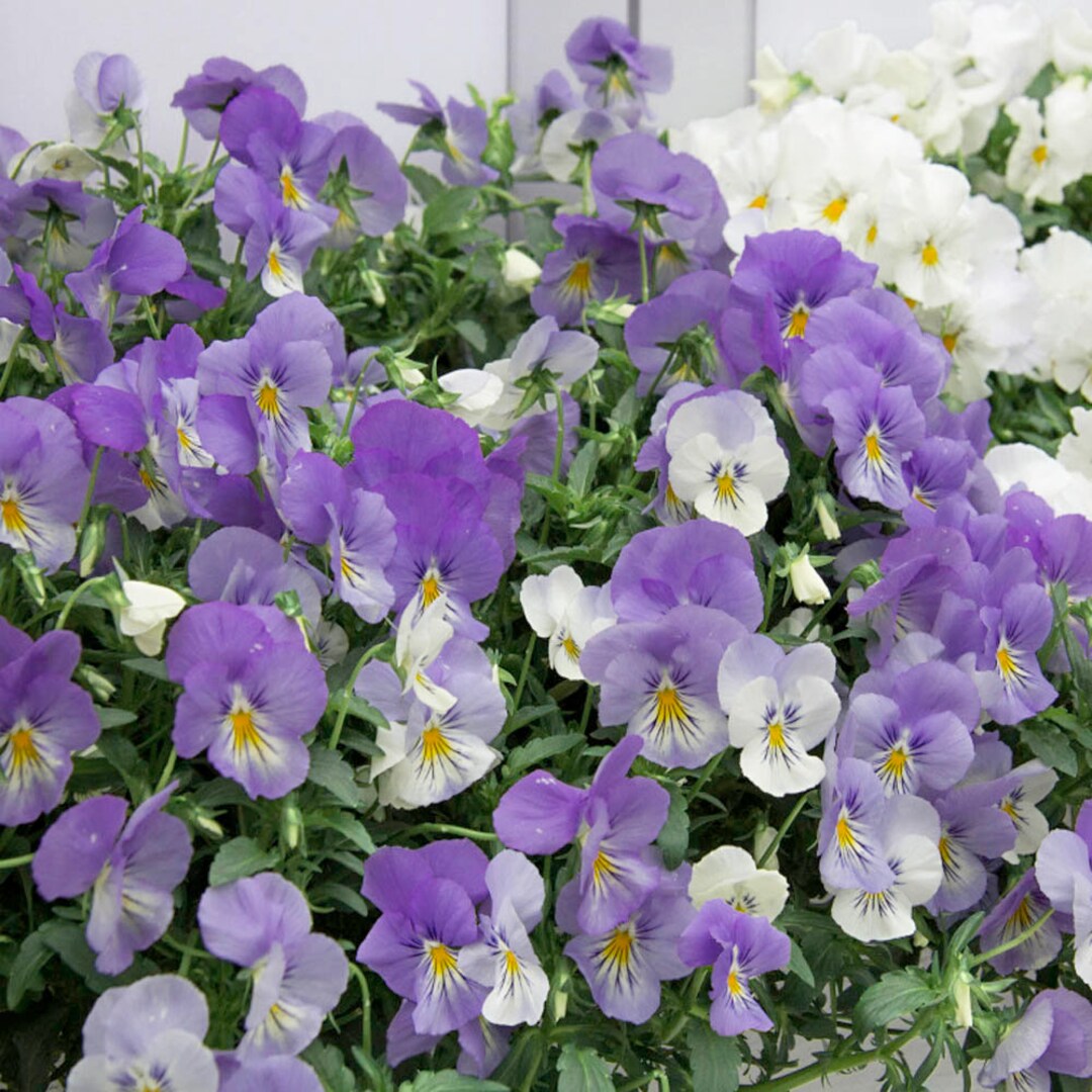 Cool Wave Frost Pansy Seeds Pansies for Containers 15 Seeds Etsy