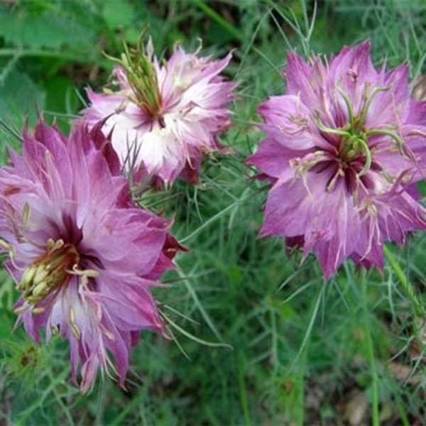 Nigella Seed - Rose Love-In-A-Mist Flower Seeds - 1000 Seeds