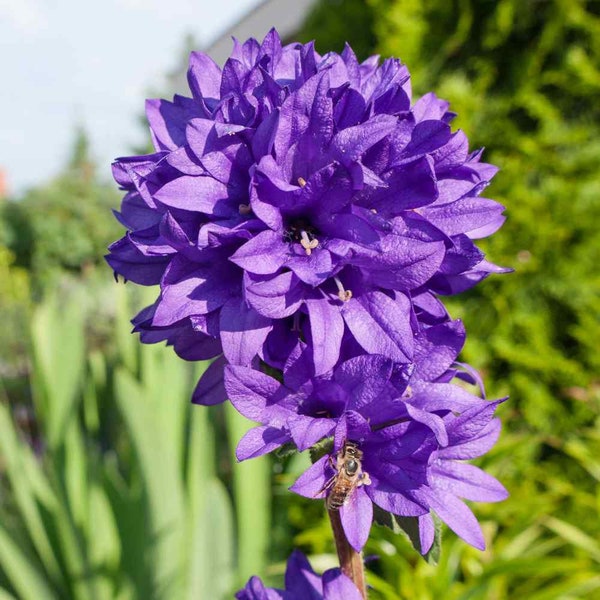 Bellflower Seed - Campanula Glomerata Flower Seeds  - 5000 Seeds