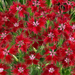 Dianthus Seed - Dianthus Superbus Hybrids Red Flower Seed - 5000 Seeds