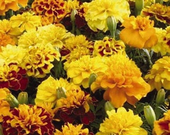French Marigold Seeds - Tagetes Patula Little Hero Flower Seed Mix - 300 Seeds