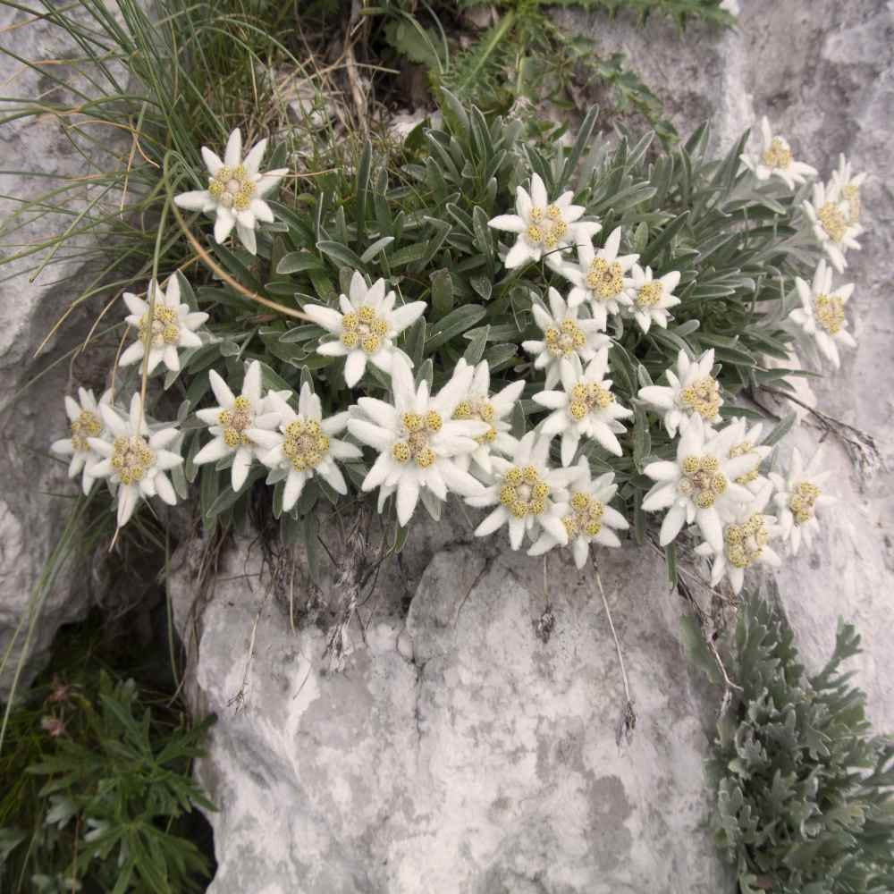 Edelweiss Seeds Leontopodium Alpinum Ground Cover Seed 10000 Seeds Etsy