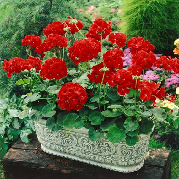 Outsidepride Geranium Seeds - Scarlet - 50 Seeds